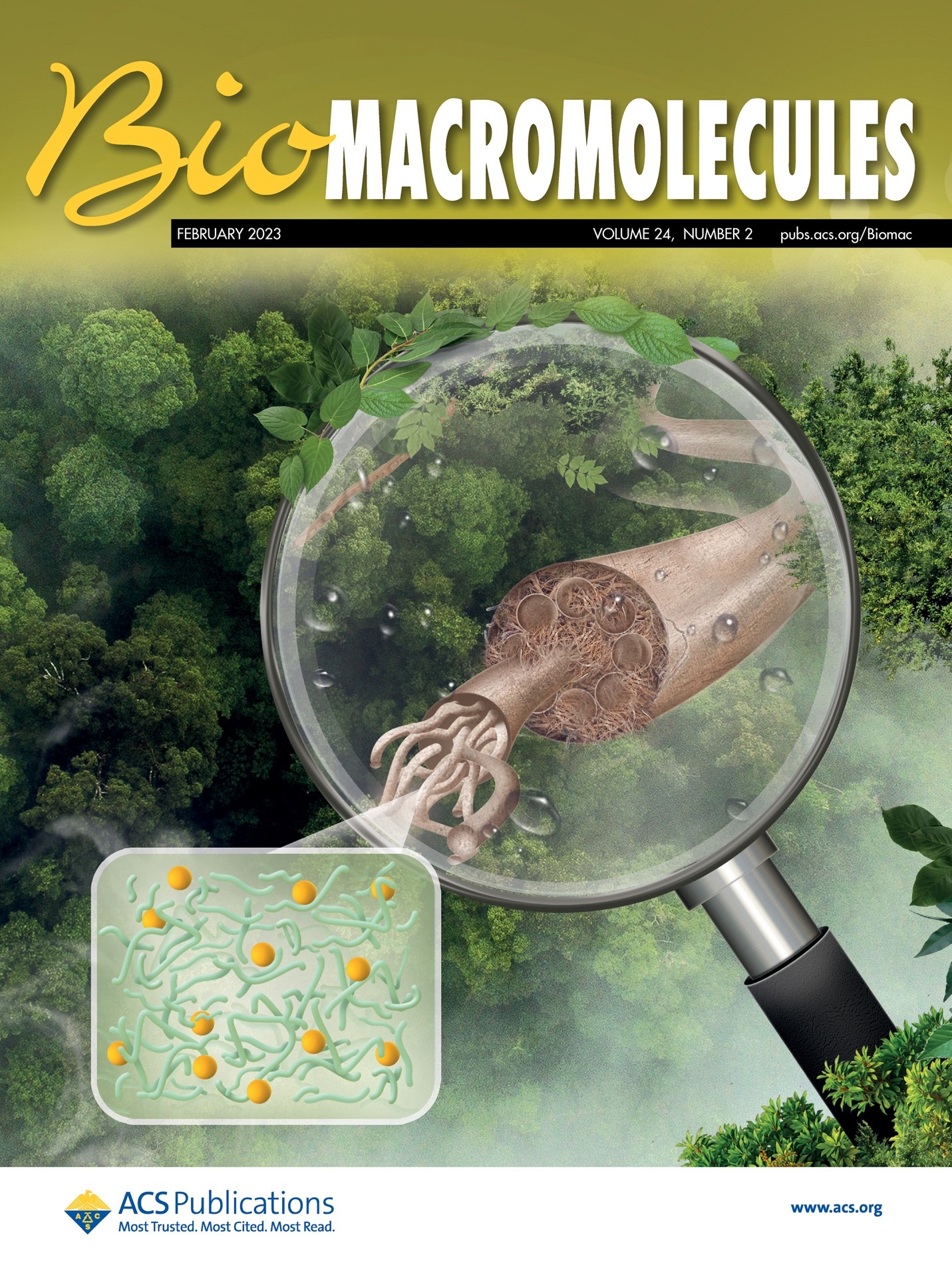 The cover of the February 2023 edition of Bio Macromolecules